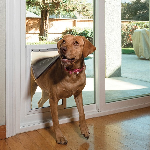 dog walking through pet door